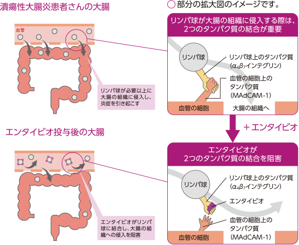 エンタイビオはどのように働くの?