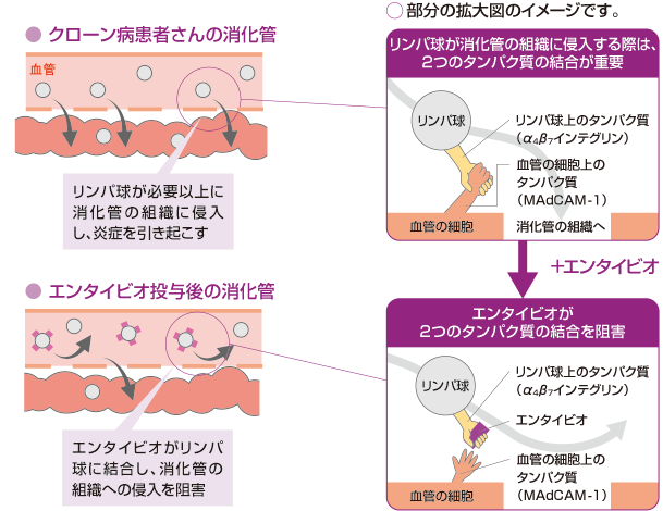 エンタイビオはどのように働くの?