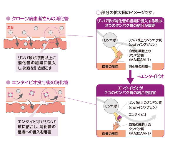 エンタイビオはどのように働くの?